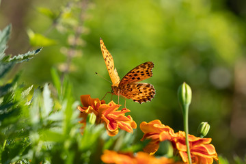 秋のコスモス畑を飛び交う蝶