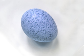 Turkey blue egg with natural shadow closeup