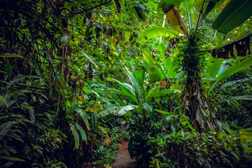 Into the rain forest of St Lucie under the pitons