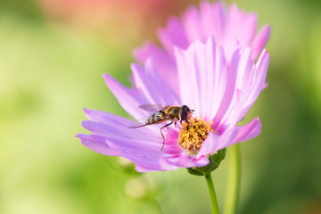 秋のコスモス畑で花の蜜を吸うハチ