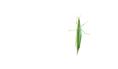 Grasshopper on a isolated white background.