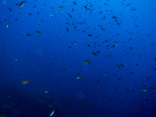 Fototapeta na wymiar blue marine background on the costa brava with corals and macro