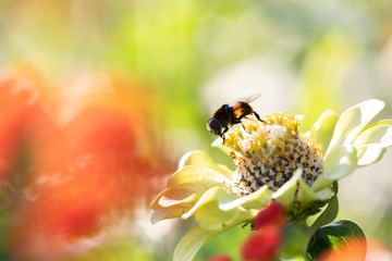 秋のコスモス畑で花の蜜を吸うハチ