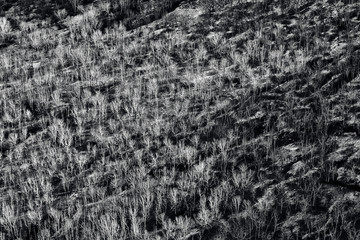 Bare trees in a wintry landscape. Aerial view of leafless trees. BW black and white image.