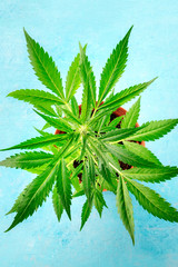 Cannabis buds with white stigma, early flowering stage. Potted marijuana, growing cannabis at home