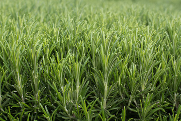 Rosemary hedge detail, depth of field, common aromatic herb.