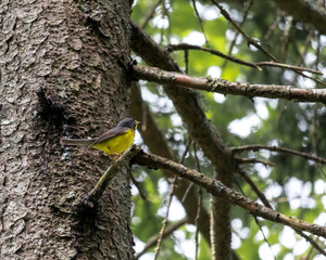 Bright Yellow Adult Male Canada Warbler Bird Species Sits on Top a High Tree Branch