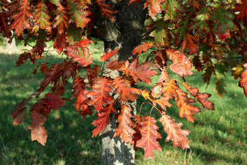 Oak tree leaves in autumn