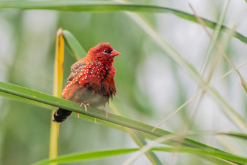 Red avadavat