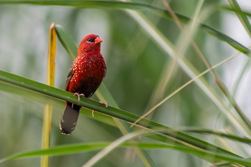 Red avadavat