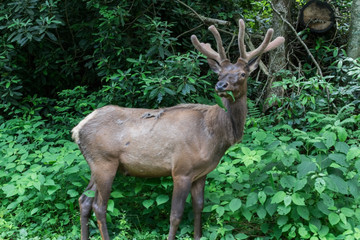 Medium Aged Elk Feeding on Leaves and Looking Around his Surroundings in the Great Smoky Mountains