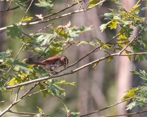 Female House Finch Perches up on a Thin Branch in the Forest Looking for Food and a Mate