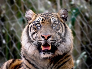 Zoomed in shot of a tiger's head, with a startled look on its face