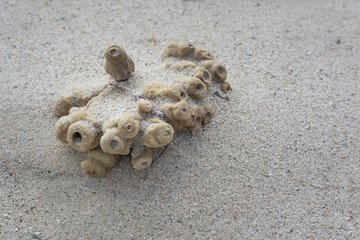 Sea Sponge detail, washed up, beach combing