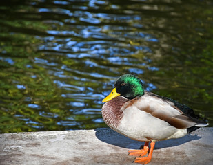Wild duck next to a lake