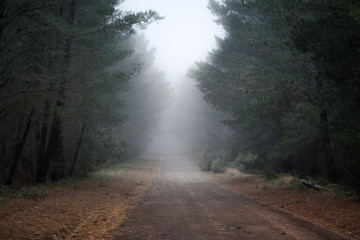 Mystery Road, misty dirt track through a forest becomes obscured by fog.