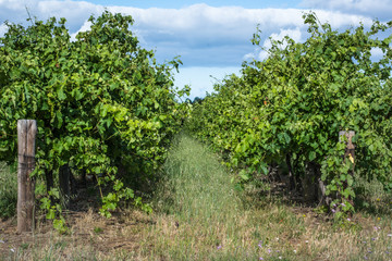 Fototapeta na wymiar Vineyard rows, early summer growth on grape vines.