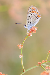 Motyl