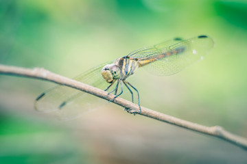 Dragonfly hold on dry branchesand copy space