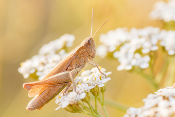 Konik polny © R.Jaszczynski