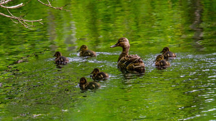 Wild Mallard (not urban population) brood