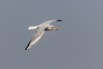 Black headed gull