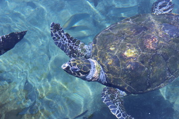 turtle in water