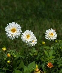 white flowers at garden isolated