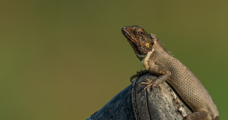 Garden lizard 