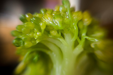 Broccoli macro shot amazinf details