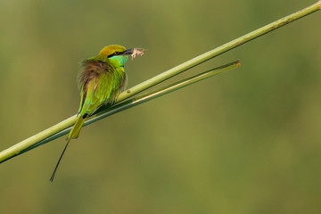 Green bee-eater