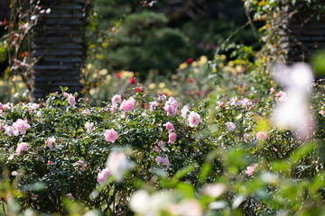 バラ園のきれいなバラの花