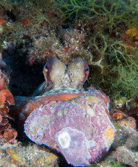 cephalopods octopus and squid in their habitat