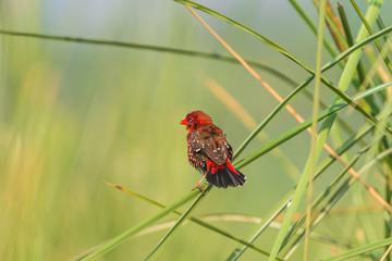 Red avadavat