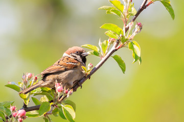 Mazurek (Passer montanus)