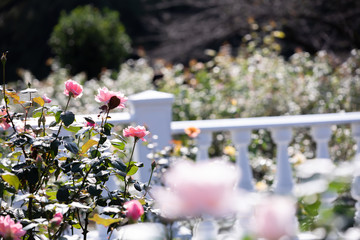 バラ園のきれいなバラの花