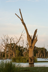 Evening landscape in Australian backwater, sunset on the River Murray.