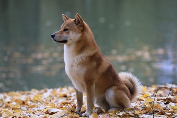 Shiba Inu an einem See im Herbst