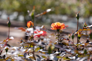 バラ園のきれいなバラの花