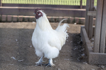 chicken in chicken coop and roosters on the farm
