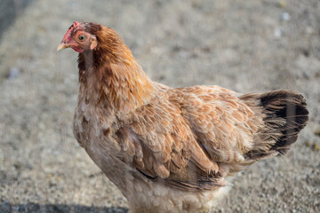 chicken in chicken coop and roosters on the farm
