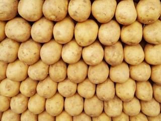 Fresh potato recently dug from field, with pieces of soil, close-up. Brown tubers of young potatoes...