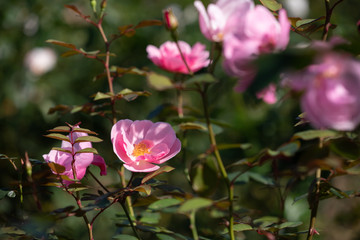 バラ園のきれいなバラの花