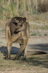 Large Western Grey Kangaroo, powerful male with muscular chest, large Australian native marsupial.