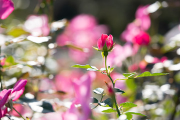 バラ園のきれいなバラの花