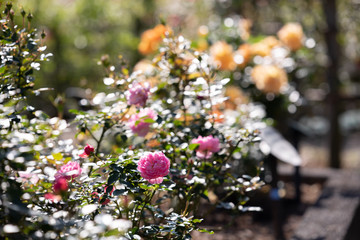 バラ園のきれいなバラの花