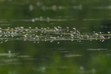 white flowers in pond