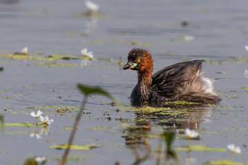 Little grebe