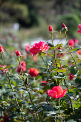 Obraz premium バラ園のきれいなバラの花