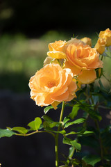 バラ園に咲くバラのクローズアップ